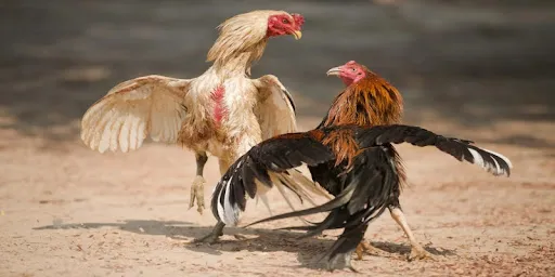 Đá gà trực tuyến PQ88