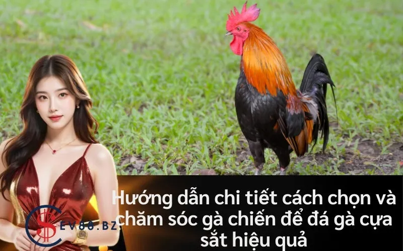 Hướng dẫn chi tiết cách chọn và chăm sóc gà chiến để đá gà cựa sắt hiệu quả