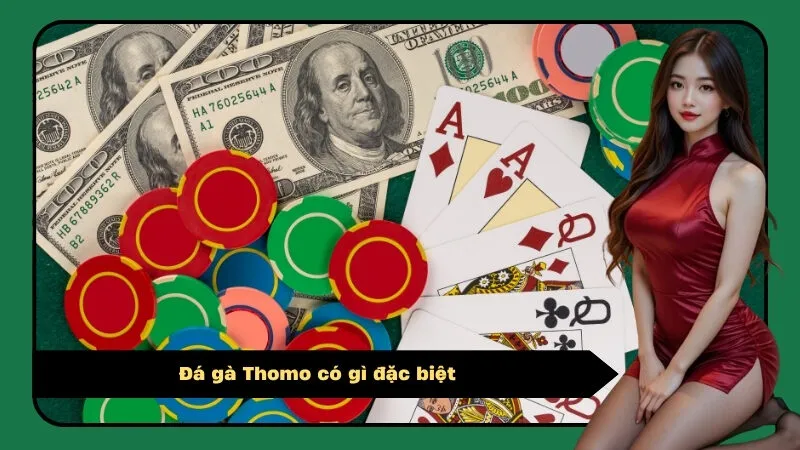 Đá gà Thomo có gì đặc biệt