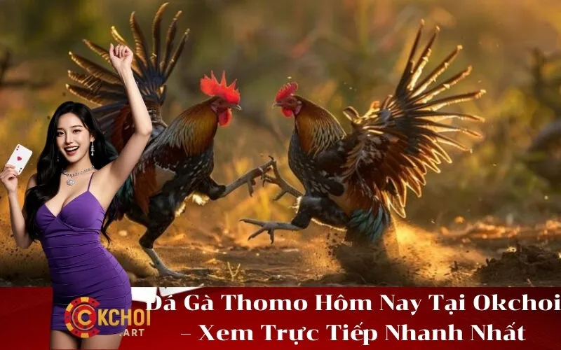 Đá Gà Thomo Hôm Nay Tại Okchoi – Xem Trực Tiếp Nhanh Nhất