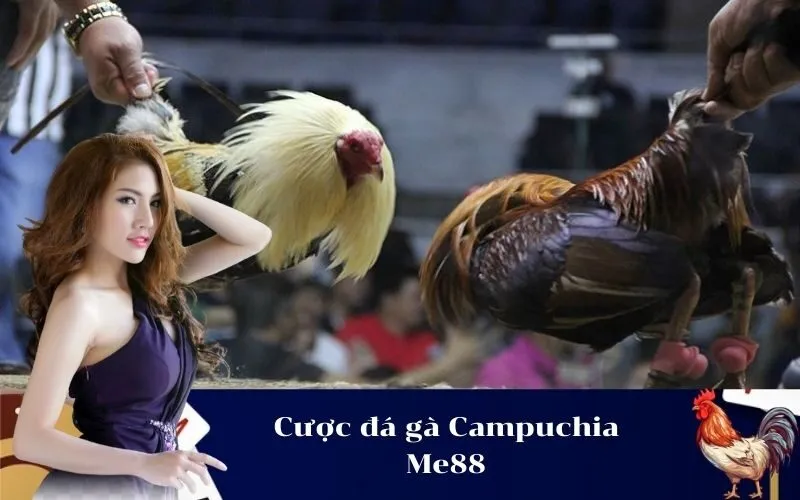 Cược đá gà Campuchia Me88