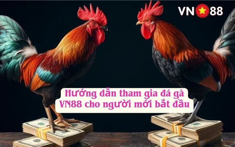 Hướng dẫn tham gia đá gà VN88 cho người mới bắt đầu