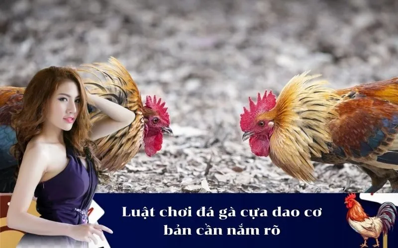 Luật chơi đá gà cựa dao cơ bản cần nắm rõ