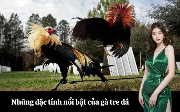 Những đặc tính nổi bật của gà tre đá
